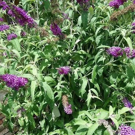 Oeregporta Vendeghaz *