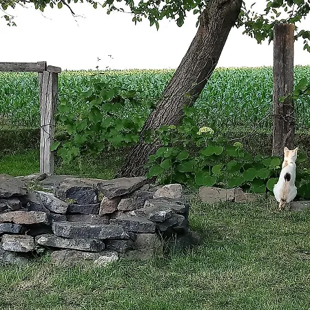 Oeregporta Vendeghaz 公寓