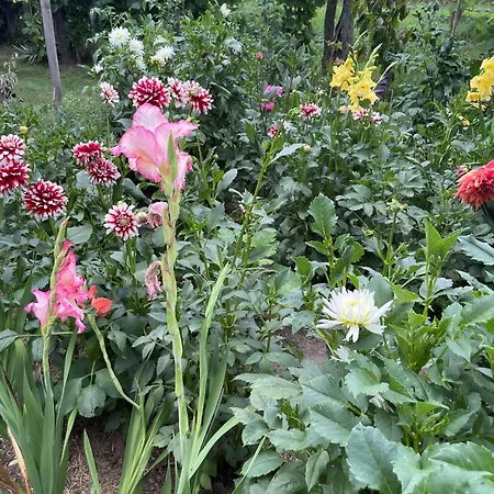 公寓 Oeregporta Vendeghaz