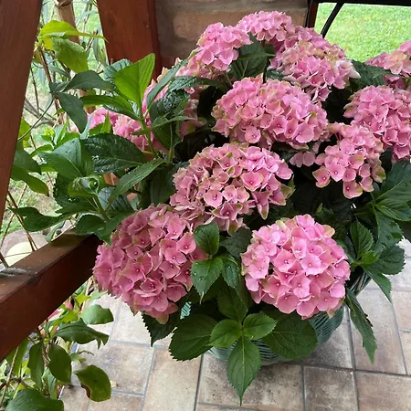 公寓 Oeregporta Vendeghaz *