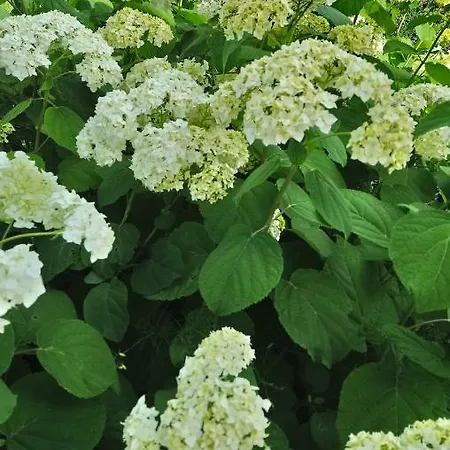 Oeregporta Vendeghaz * Bazsi