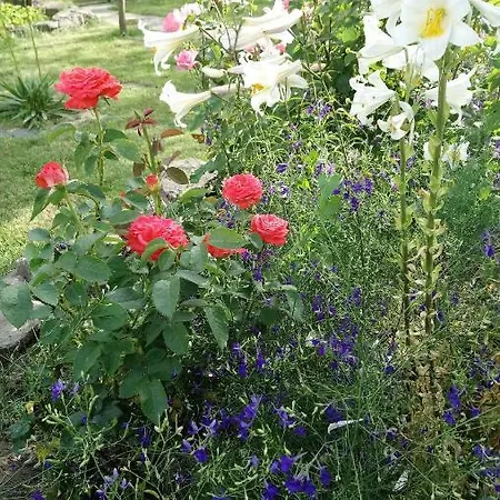 Oeregporta Vendeghaz