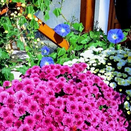 Oeregporta Vendeghaz 公寓 *